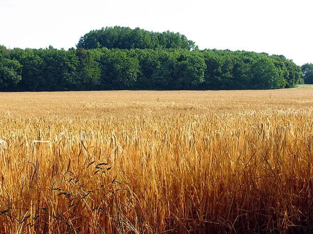 Fields to Fermenters: How We Build Our Beers from the Ground Up with Central Coast Farmers