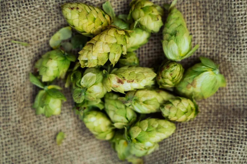 Spices, Ships, and Hops: How Global Trade History Is Reshaping What's in Your Pint